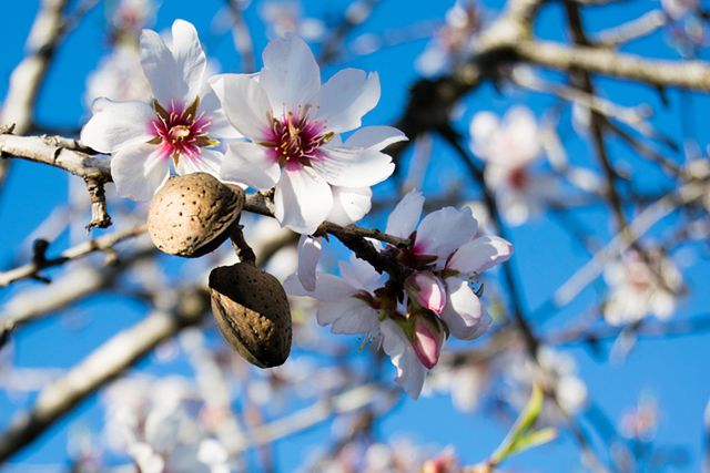 AS Almond Blossoms 12.3.24