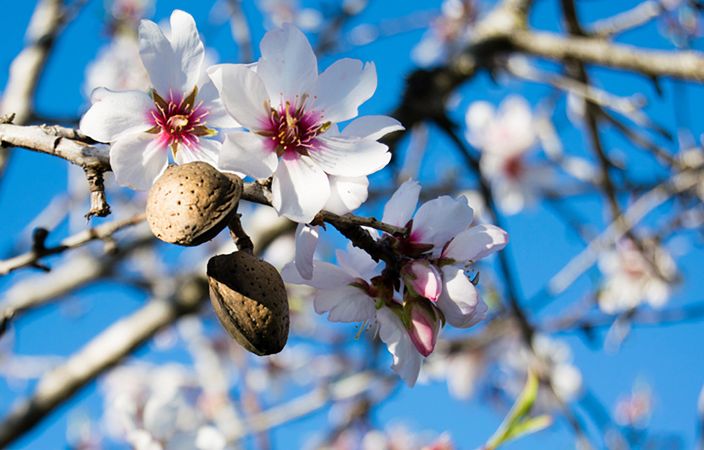 Local Flavor: Central Valley Festivals